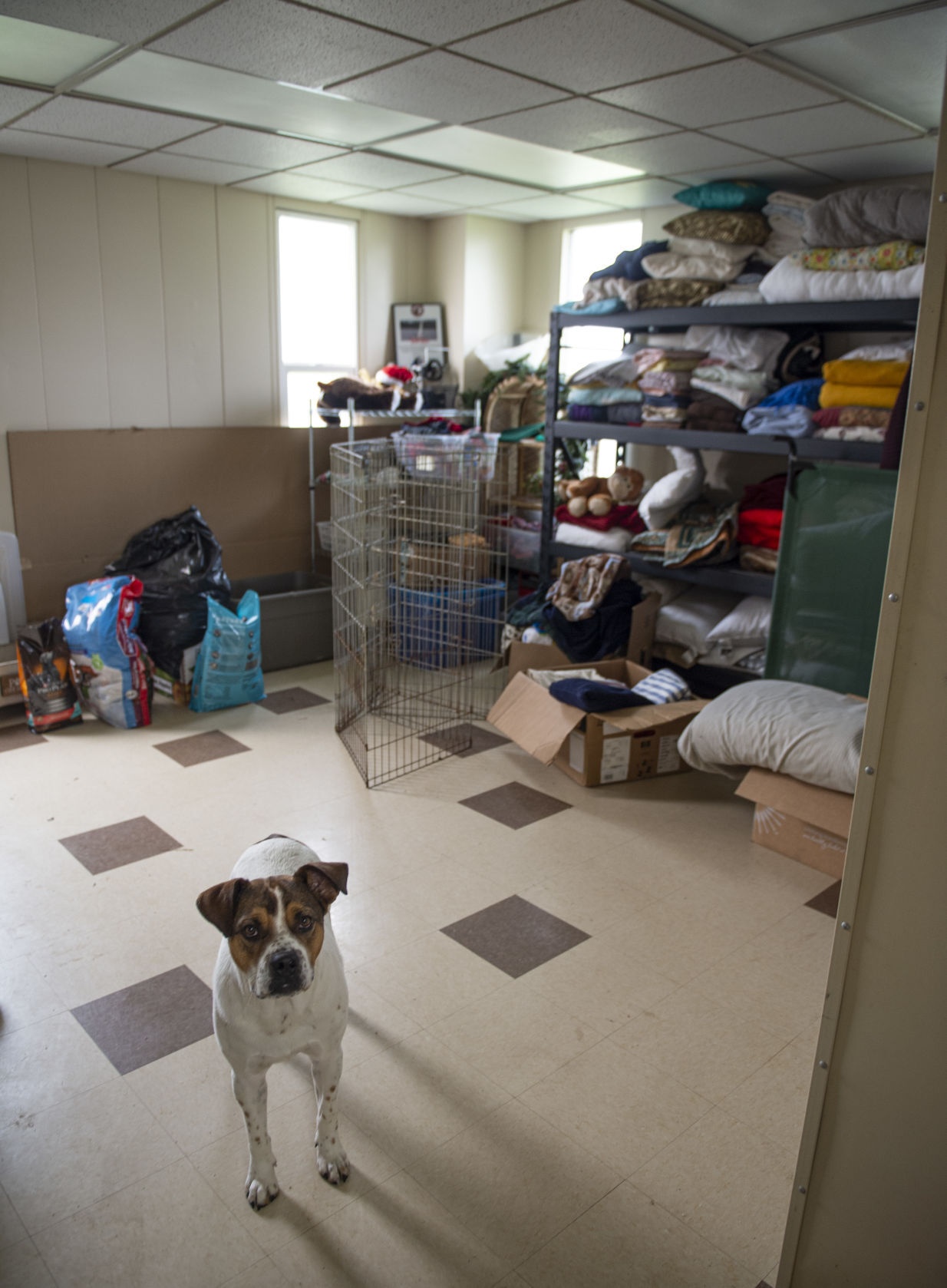 Minidoka Joint Powers Animal Control & Shelter in need